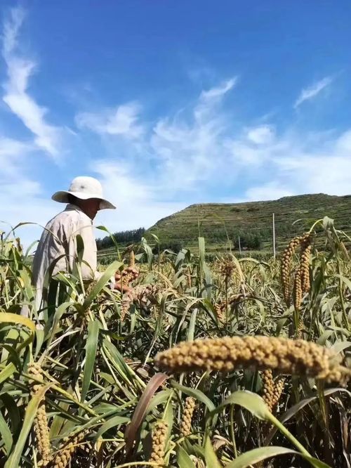 北京慧農智谷農業科技榮獲 全國十佳生態農業品牌 榮譽