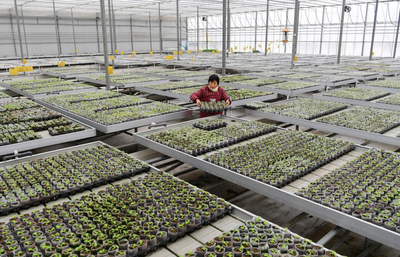 合肥市肥西縣花崗鎮(zhèn):現(xiàn)代農(nóng)業(yè)發(fā)展生機(jī)蓬勃 致富路上邁大步