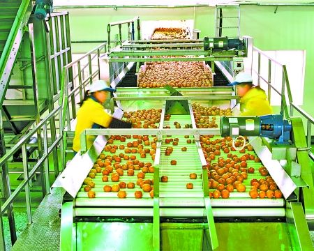 10年培育 我市農(nóng)業(yè)龍頭企業(yè)增長(zhǎng)上千家