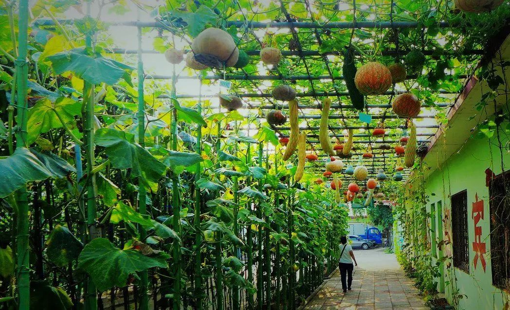 田園綜合體丨休閑農業的7大模式30種類型