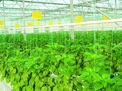 設(shè)施農(nóng)業(yè)+初見經(jīng)濟(jì)效益