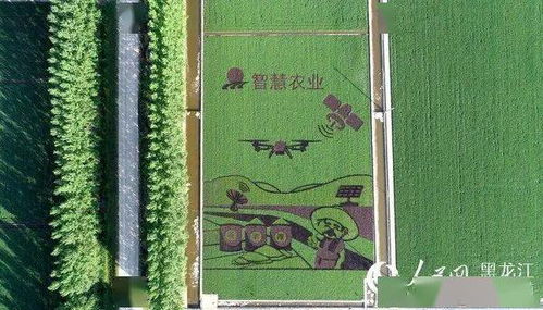 寶泉嶺分公司 現代農業 產業扶貧 讓寶泉嶺的小康路走的 穩穩的