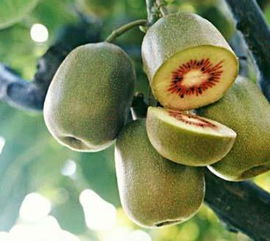 綠色谷農業產品其他品牌資訊 綠色谷農業產品企業動態資訊 第1頁