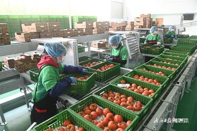每天2噸!內(nèi)江這個&ldquo;番茄工廠&rdquo;采收正忙