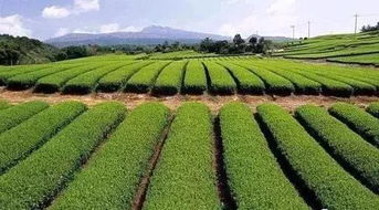 快來瞅瞅 今年國家先給錢后建設(shè)的4類農(nóng)業(yè)產(chǎn)業(yè)項(xiàng)目,最多補(bǔ)貼1個億