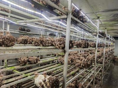 建設12個現代設施農業(yè)片區(qū),上海新一輪都市農業(yè)構想逐漸清晰