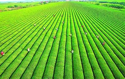 推行農業(yè)清潔生產刻不容緩