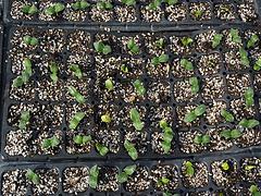 濰坊報價合理的育苗基質&middot;廠家直銷|育苗基質生產廠家圖片|濰坊報價合理的育苗基質&middot;廠家直銷|育苗基質生產廠家產品圖片由青州市廣裕農業公司生產提供-