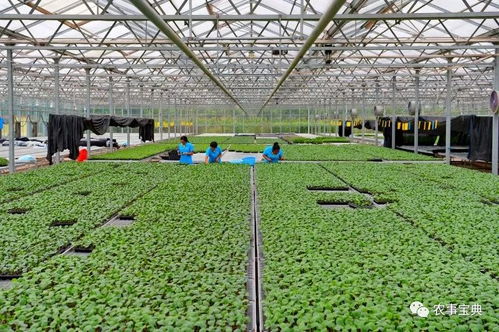 河北樂亭 打造優質農產品基地