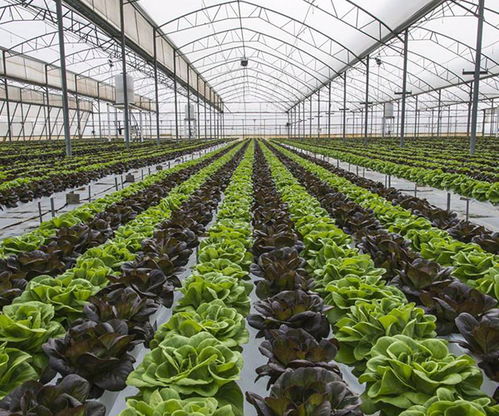 茂名生利塑料制品公司 圖 大棚專用薄膜公司 福建專用薄膜