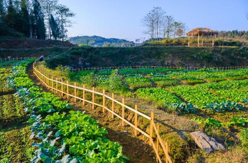 新化 鋤頭娃 抱團(tuán)奮斗寫(xiě)意綠色農(nóng)業(yè)