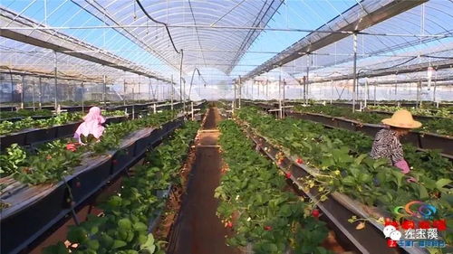 冬天就要吃草莓 紅塔區(qū)周邊采摘攻略來(lái)咯