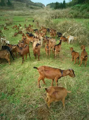 羊肉公司|羊肉公司廠家|軍袍農(nóng)業(yè)供圖片|羊肉公司|羊肉公司廠家|軍袍農(nóng)業(yè)供產(chǎn)品圖片由浙江軍袍農(nóng)業(yè)開發(fā)公司生產(chǎn)提供-