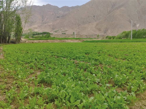 西藏到2025年將創(chuàng)建8個(gè)全國(guó)有機(jī)農(nóng)產(chǎn)品基地