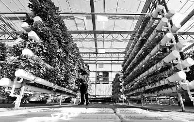 未來農業科技暢想曲:植物工廠、智慧農業、功能食品