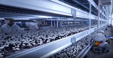 湖北眾興菌業(yè)科技:春風送崗促就業(yè) 精準服務(wù)暖民心