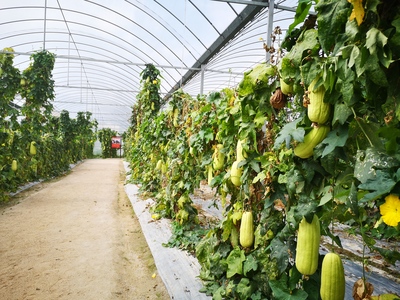 革命老區(qū)的新生 用活紅色資源，促進綠色發(fā)展農(nóng)業(yè)