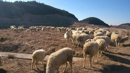浙江軍袍農(nóng)業(yè) 專業(yè)供應優(yōu)質(zhì)小尾寒羊，以實力鑄就信賴