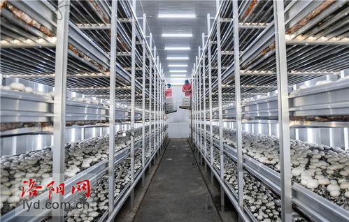 工廠化種植賦能食用菌產(chǎn)業(yè)，科技升級引領農(nóng)民致富新篇章
