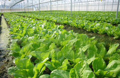 榆林明杰農(nóng)業(yè) 深耕黃土高原，打造特色農(nóng)業(yè)開發(fā)與產(chǎn)品新標桿